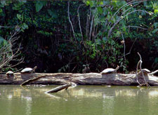 Ecuador-Amazon-La Selva Jungle Lodge